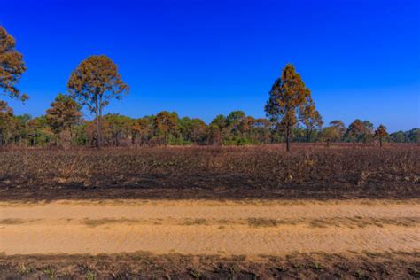 dirt road side view